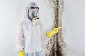 Best Biohazard Mold Removal in Ely, MN